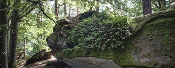 Farnen und Moosen besiedeln die Felsbrocken am Klingel-Kopf