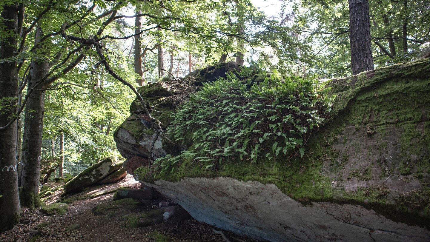 mit Farnen, Moosen und Flechten überzogene Felsbrocken am Klingel-Kopf Farnen und Moosen besiedeln die Felsbrocken am Klingel-Kopf