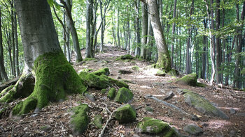 urwüchsiger Wald auf dem Höllenberg