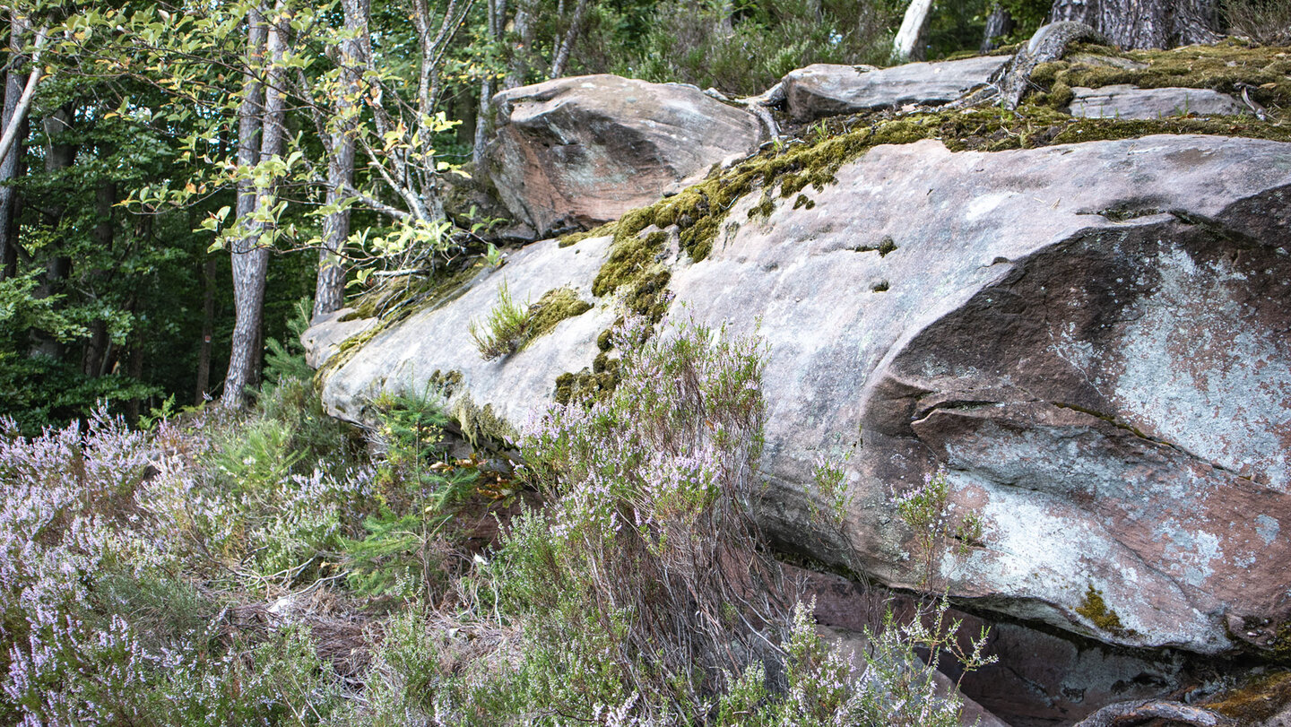 Buntsandsteinfelsen am Höllenberg Buntsandsteinfelsen am Höllenberg