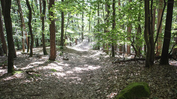 Wanderung durch Laubwald