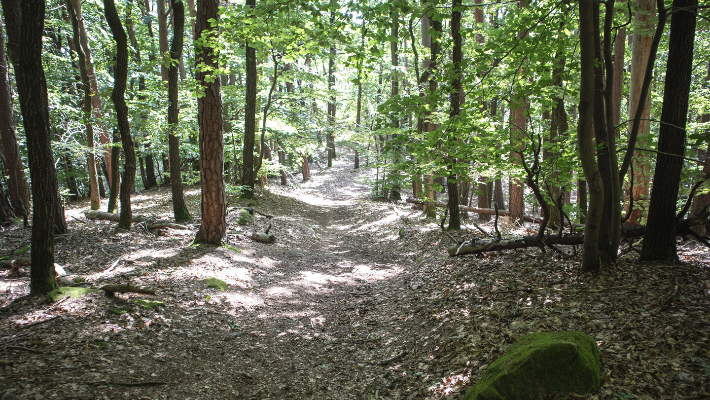 Wanderung durch Laubwald Wanderung durch Laubwald