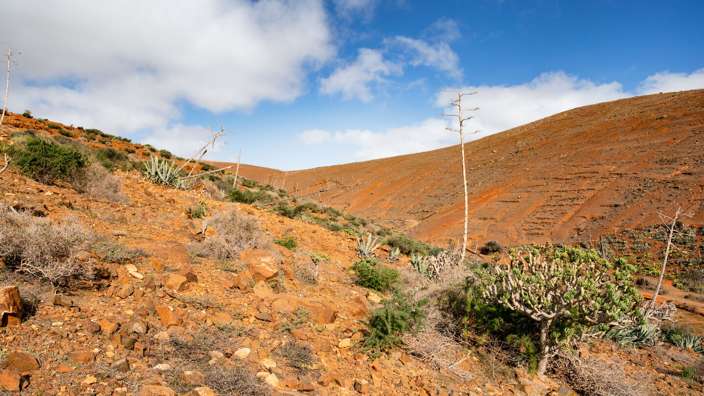 Wanderung nach Betancuria durch ein Gebiet mit rötlich gefärbter Erde