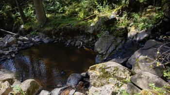 Gumpe am Roodbach-Wasserfall