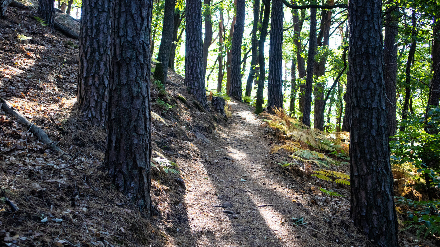 Wanderpfad durch Kiefernwald am Aufstieg zum Kahlenberg.