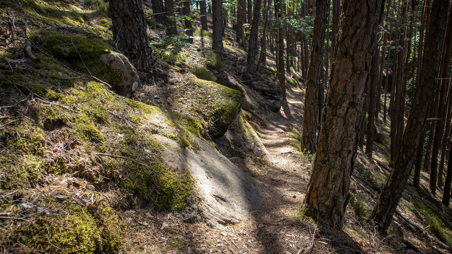 In zahlreichen Serpentinen schlängelt sich der Wald-Erlebnisweg hinauf zum Hasentisch.