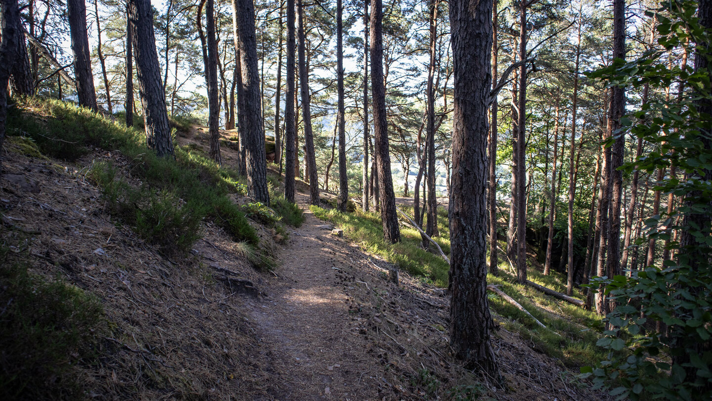 In sanften Kurven schlängelt sich der Pfad durch den Wald bei Busenberg.