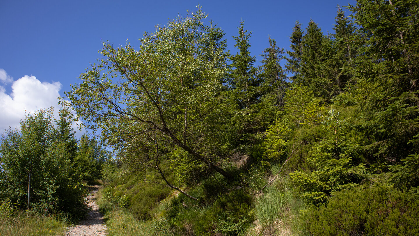 Wanderweg am Vogelskopf