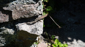 Eidechsen tummeln sich in den alten Mauern der Sausenburg