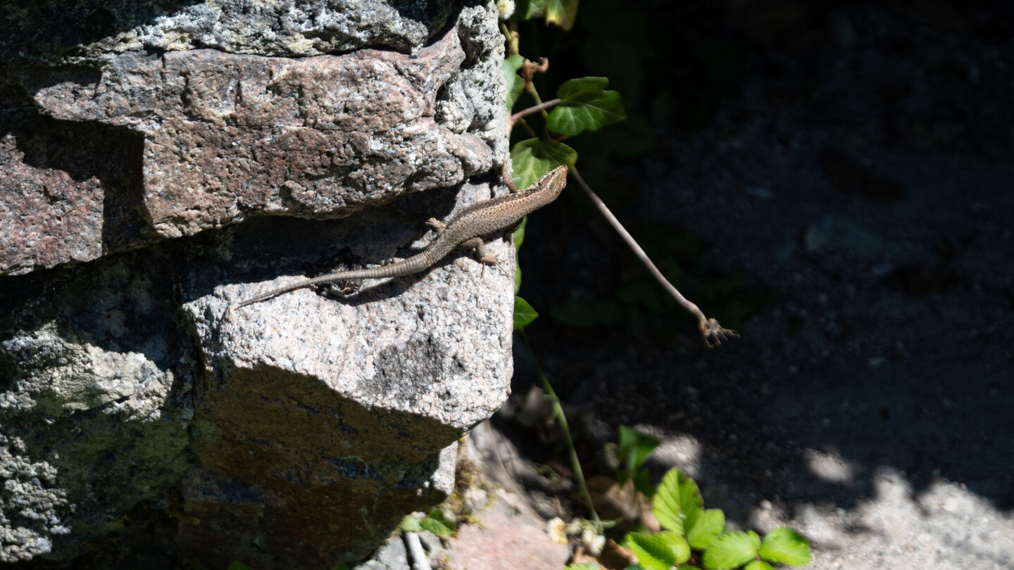 Eidechsen tummeln sich in den alten Mauern der Sausenburg
