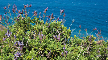 Küstenvegetation mit Lavendel