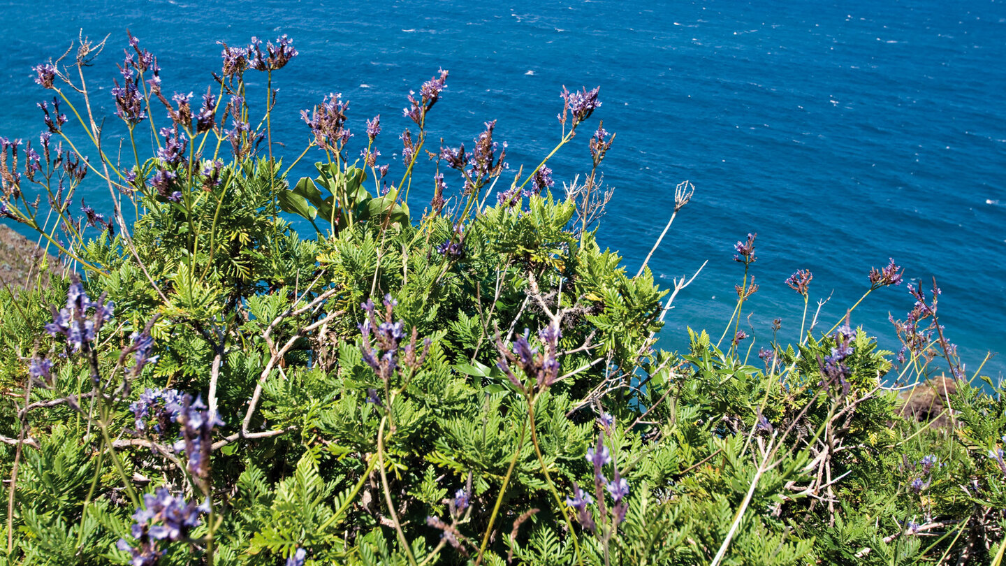 Küstenvegetation mit Lavendel