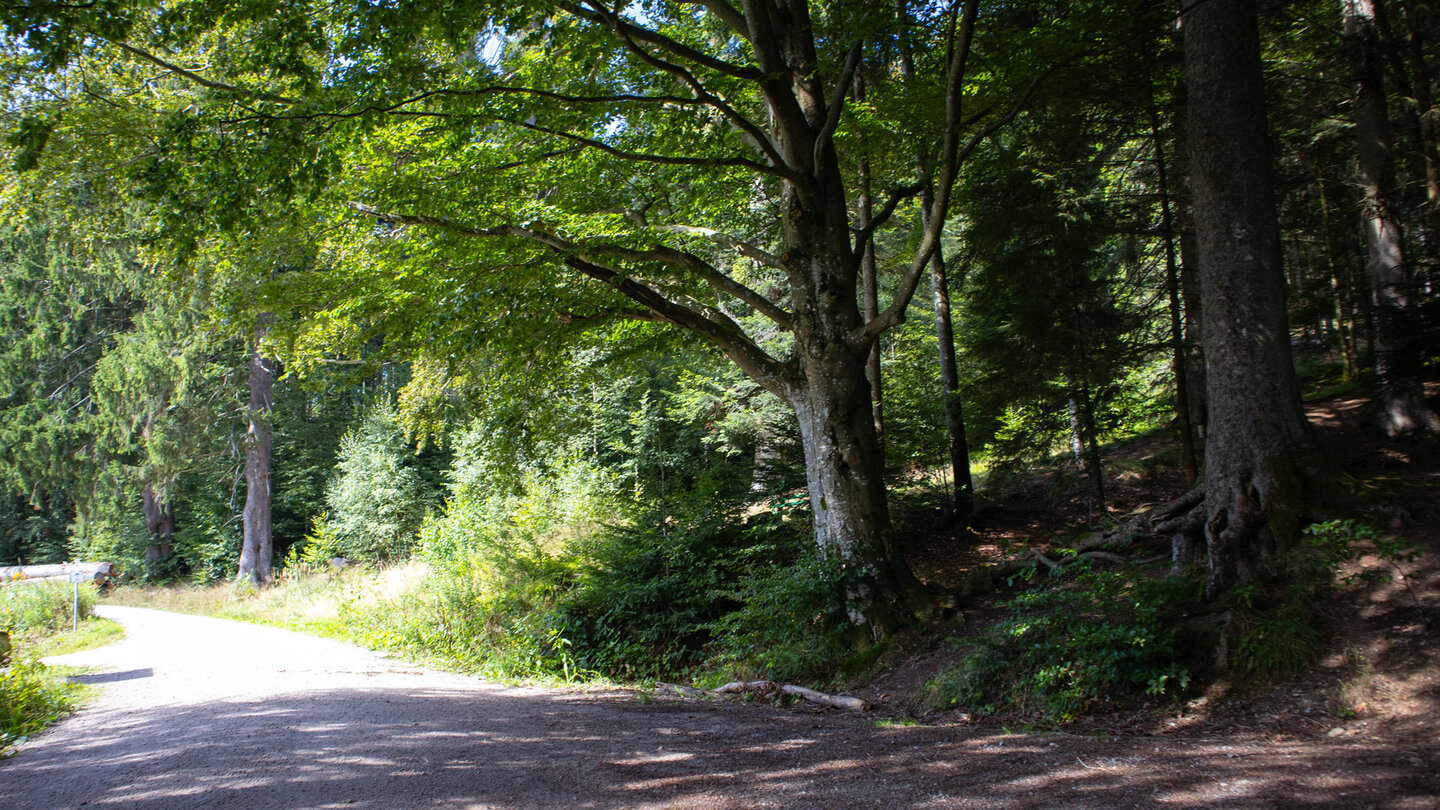 Wanderweg entlang der Schwarzenbach-Talsperre