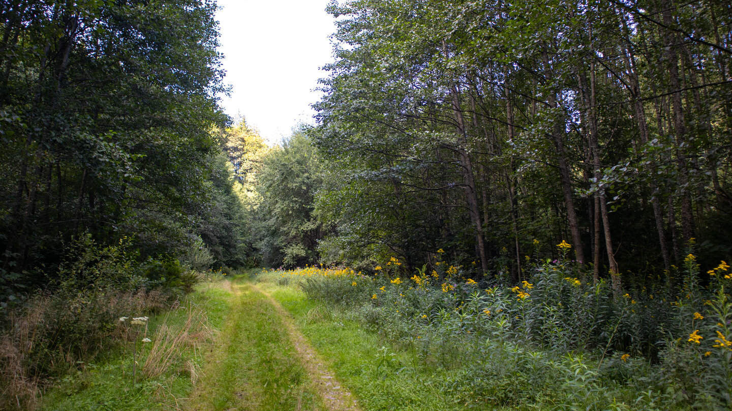 Wanderung entlang der Alten Talstrasse