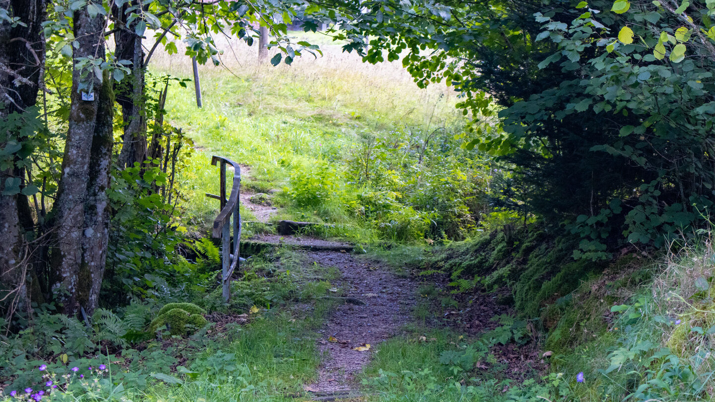 die Murgleiter verläuft durch Wald-und Wiesenlandschaften