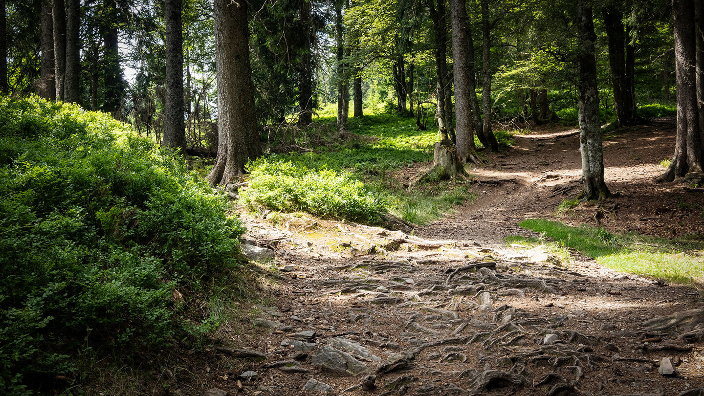 Wurzelpfad auf den Grafenmatt