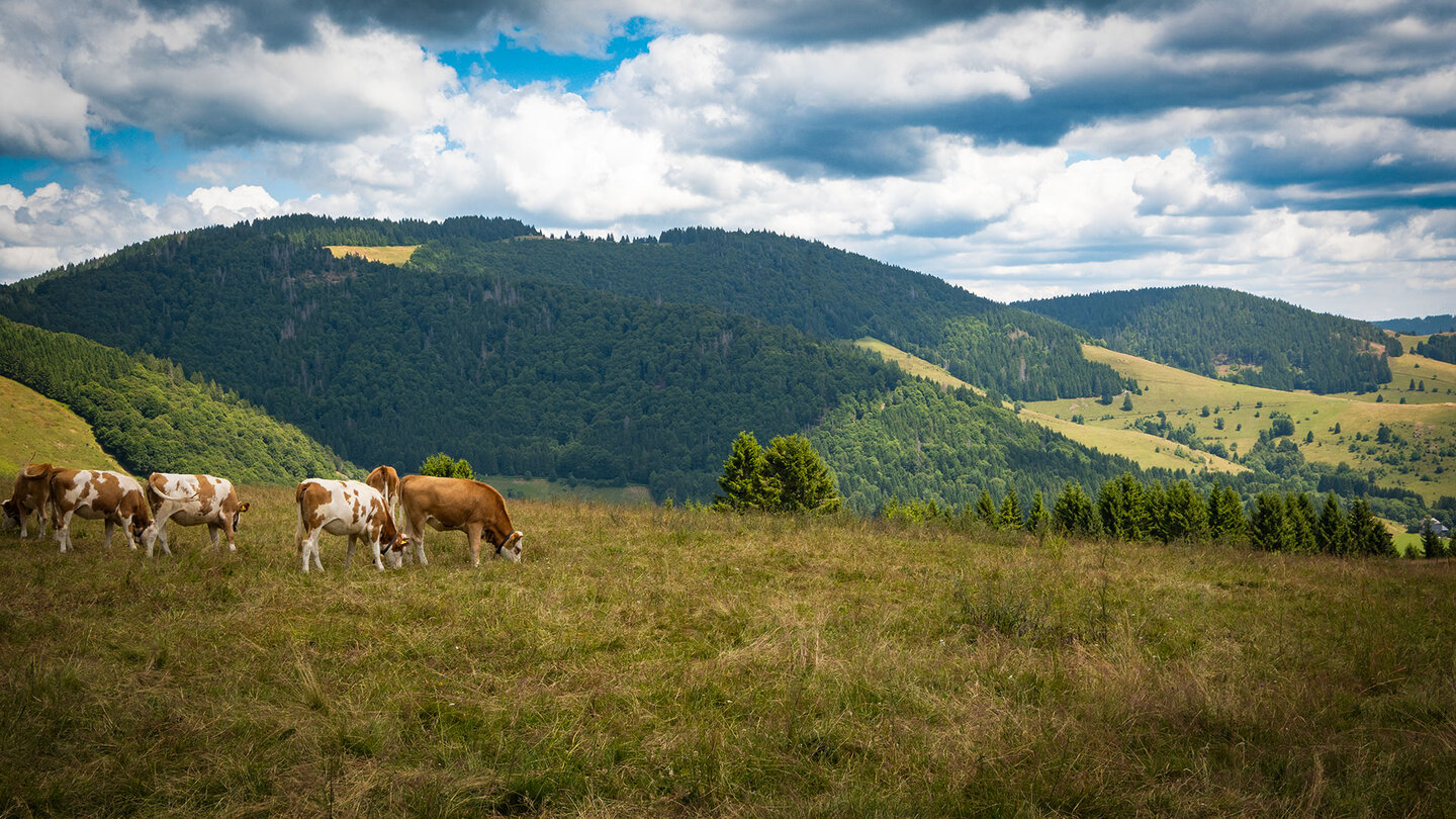 typische Kuhweide in der Landschaft des Südschwarzwalds