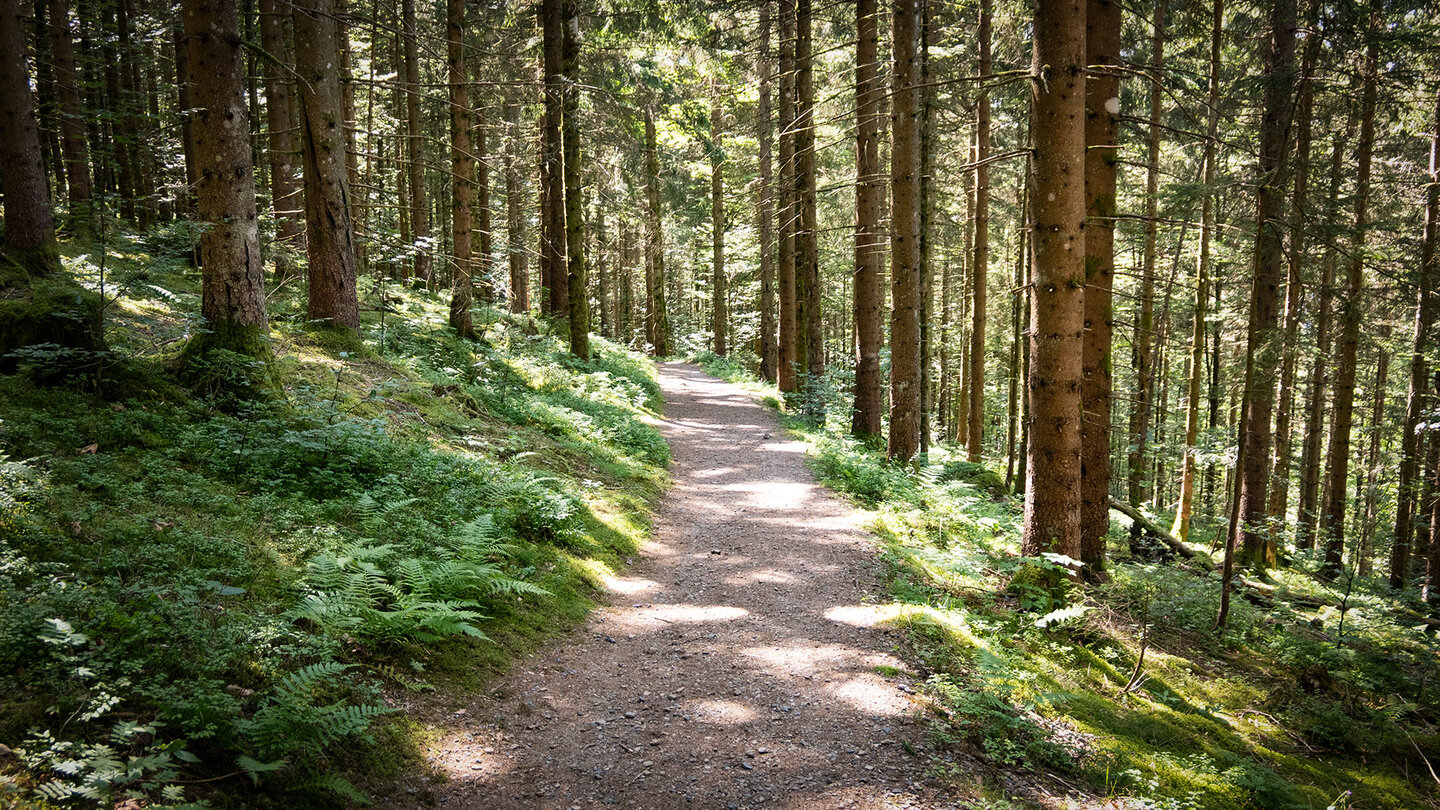 Waldpfad beim Hasenhorn