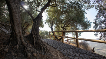 Spazierweg zwischen Olivenbäumen