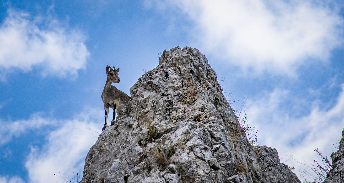 Iberischer Steinbock