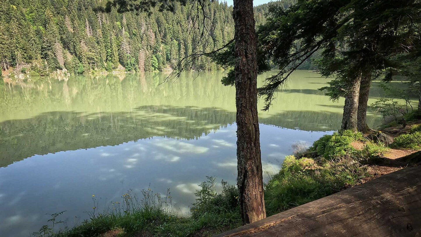 grün gefärbtes Wasser am Bergsee Lac Vert in den Vogesen grün gefärbtes Wasser am Bergsee Lac Vert