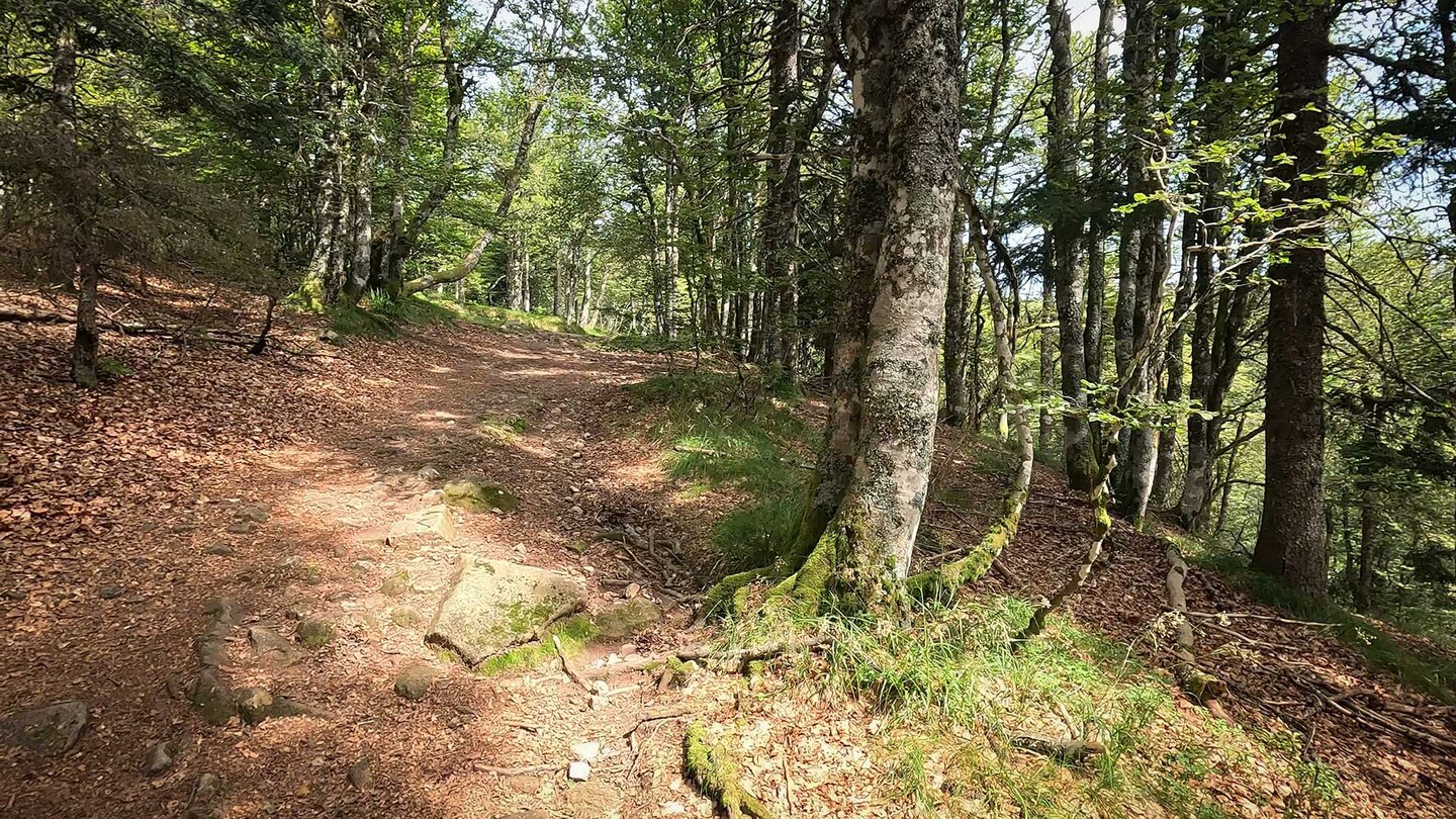 Wanderweg durch Buchenwald Wanderweg durch Buchenwald