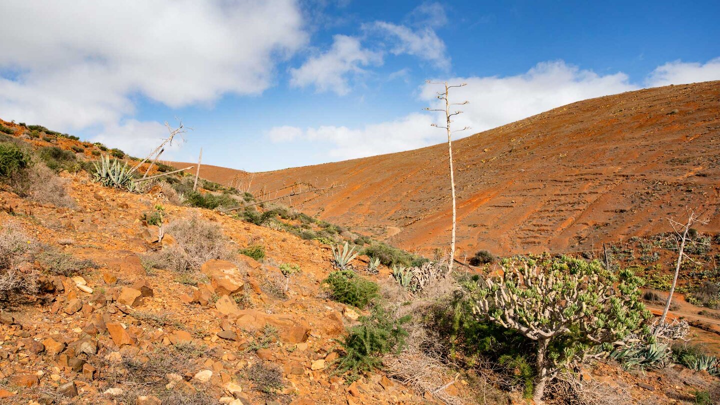 Blick über rötlich gefärbte Landschaft entlang der Aufwanderung nach Betancuria
