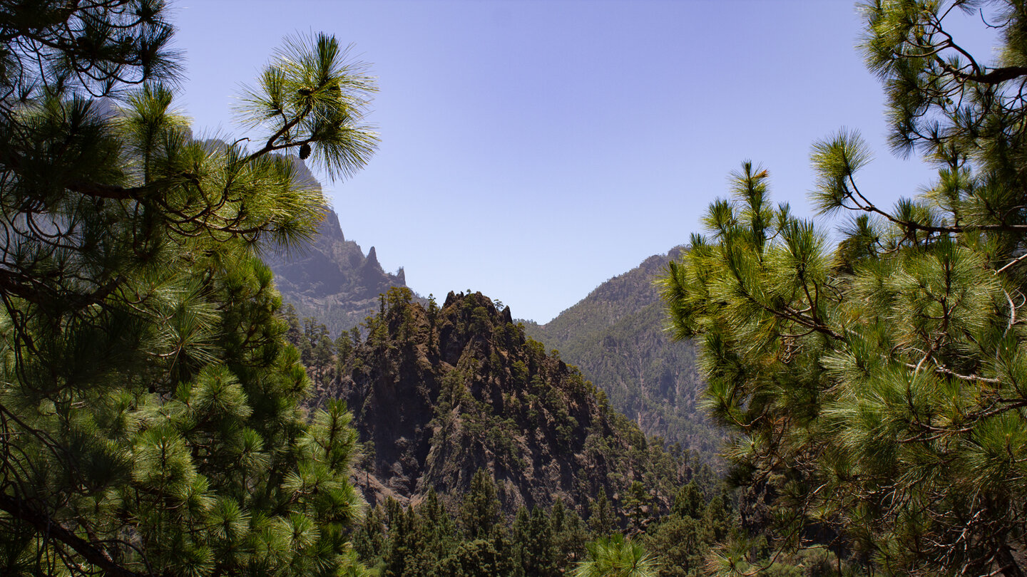 Ausblick durch den Kiefernwald auf die Bergzüge des Nationalparks