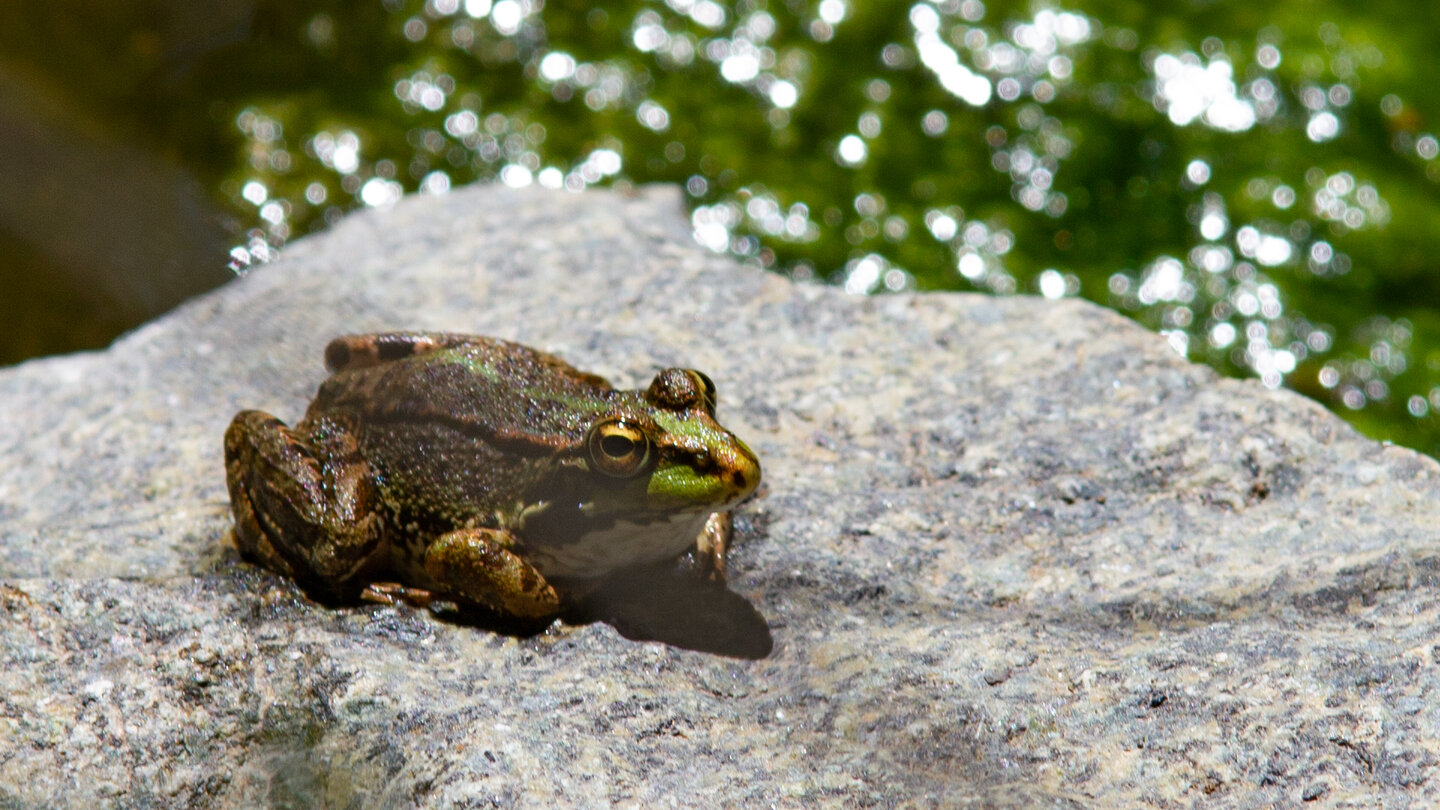 Iberischer Wasserfrosch in der Caldera de Taburiente