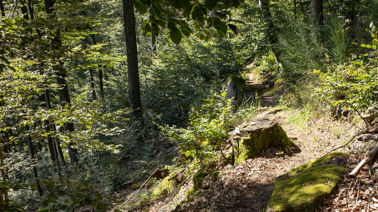 die Wanderroute führt durch Mischwald von Schönau zur Froensbourg
