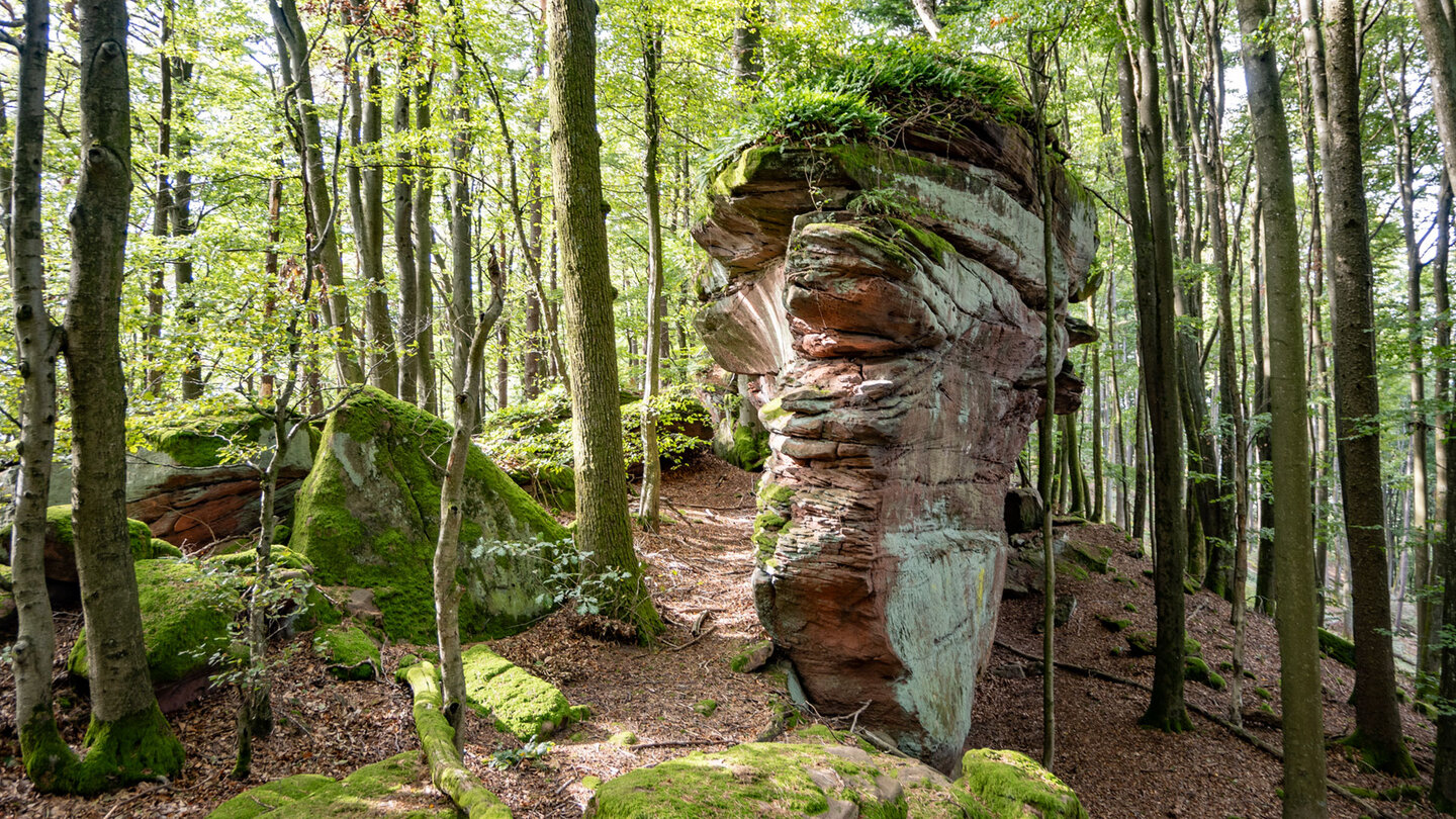 die Wanderung verläuft entlang des Sandsteinriffs Altes Heer