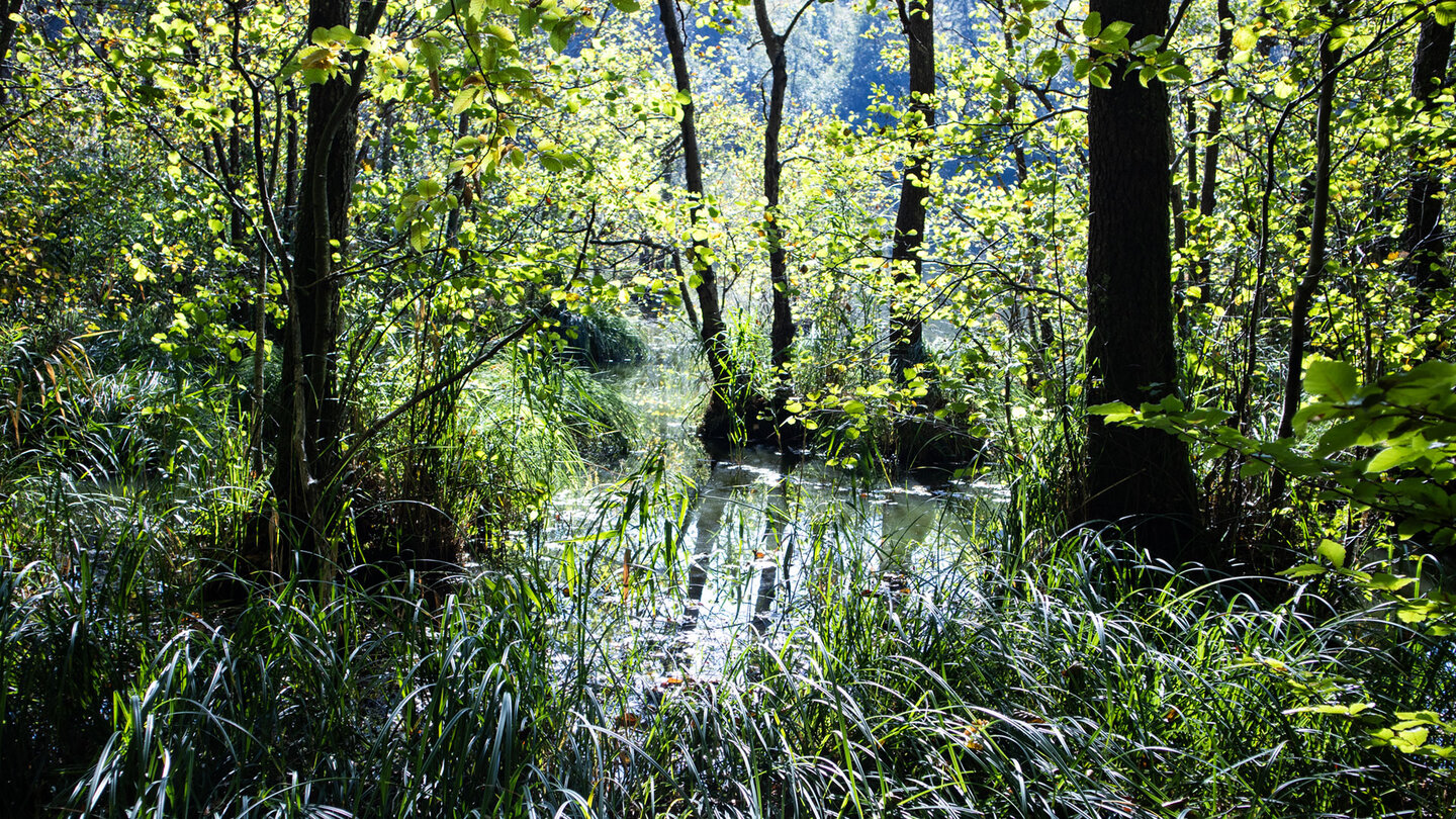 Feuchtlandschaft im Portzbachtal bei Erlenbach – dichter Schilf- und Bruchwaldbereich zwischen den Weihern, Pfälzerwald