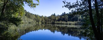 Stiller Waldsee im Portzbachtal, umgeben von Laub- und Nadelwald mit Röhrichtgürtel, Pfälzerwald
