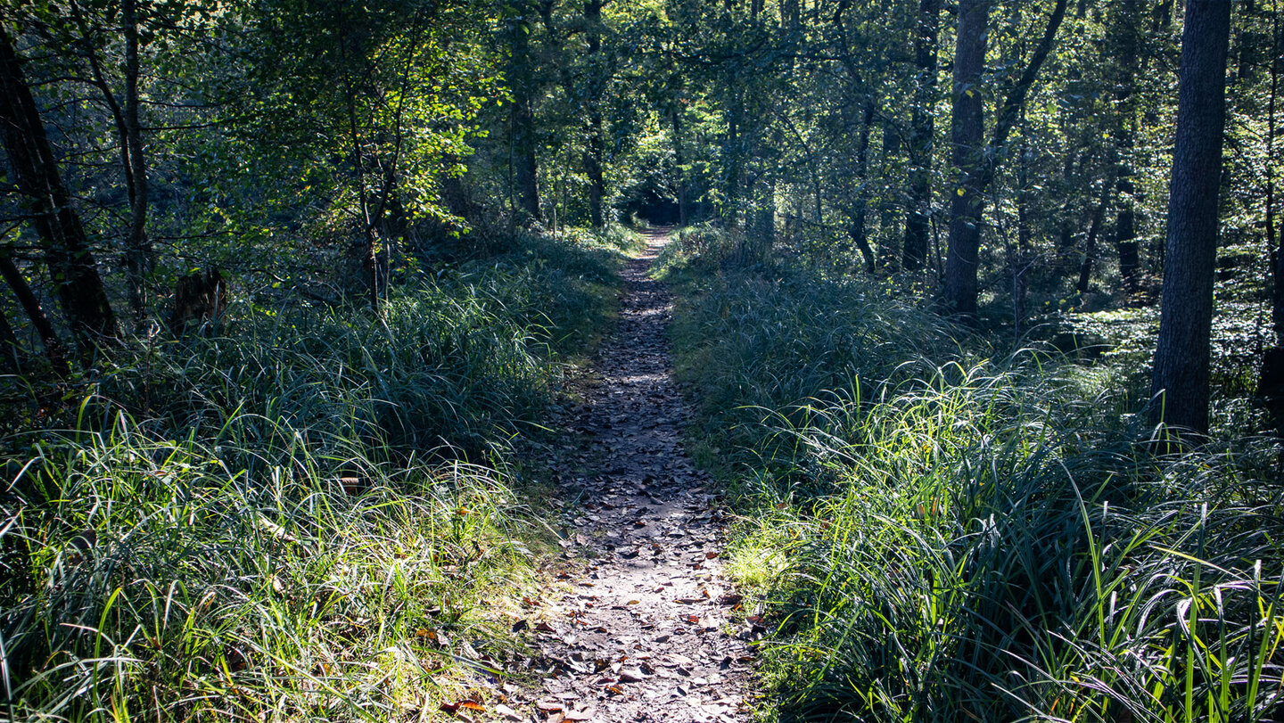 Weg durch die feuchte Talaue des Portzbachtals bei Erlenbach, flankiert von Gräsern und Bruchwald, Biosphärenreservat Pfälzerwald