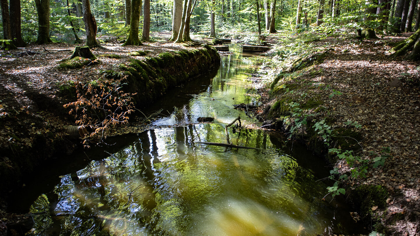 Der Portzbach zwischen moosigen Uferböschungen und Laubbäumen im Dahner Felsenland, mit leichtem Fließgeräusch im naturnahen Bachabschnitt