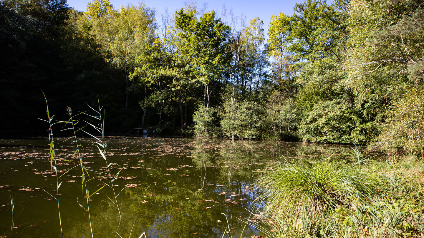 Naturnaher Frauenwoog im Portzbachtal bei Erlenbach mit Röhricht und herbstlich gefärbtem Laubwald, Biosphärenreservat Pfälzerwald-Nordvogesen