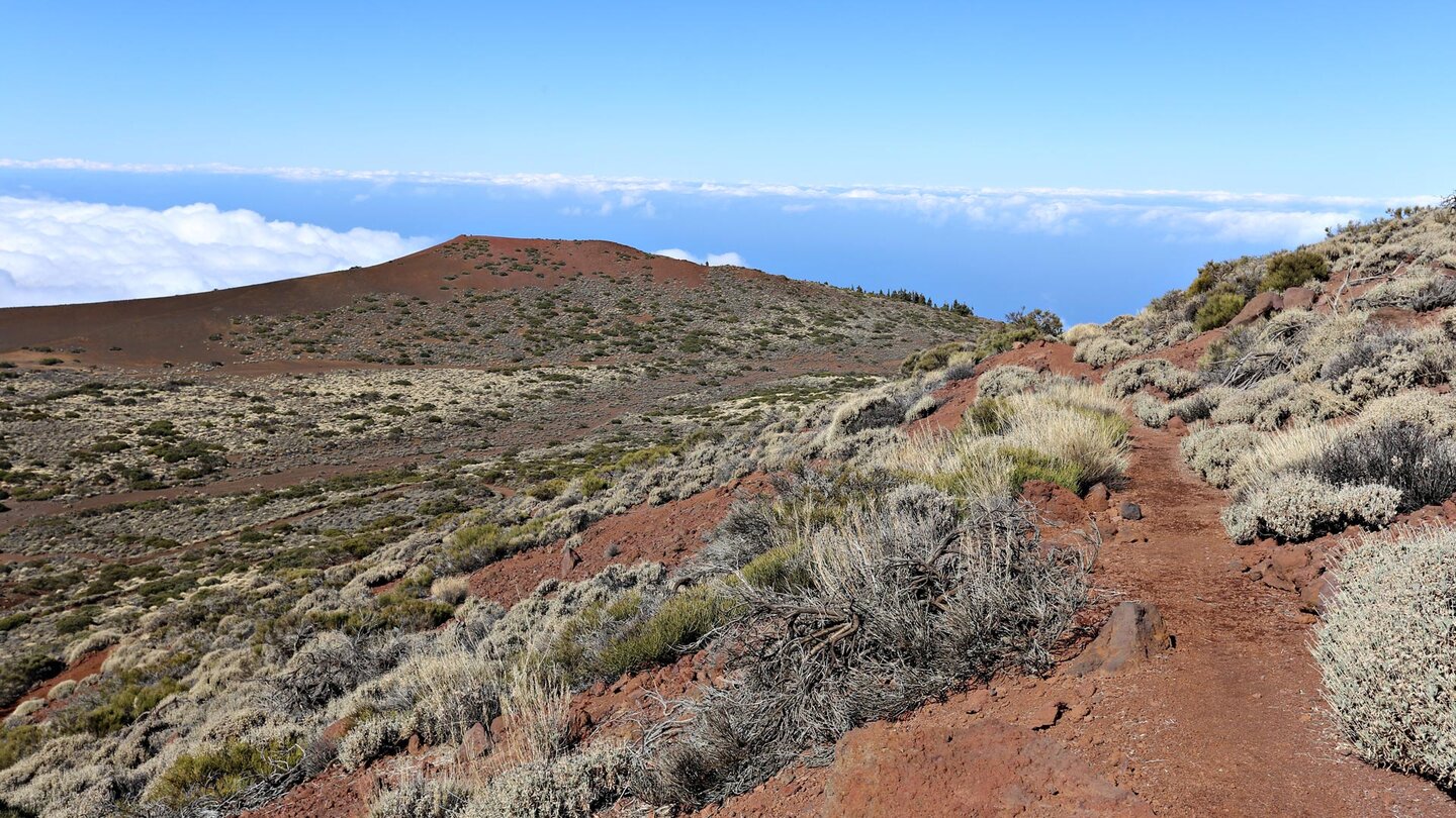 Wanderpfad durch Ginsterbüsche und Teide-Rauke zum Montaña Limón