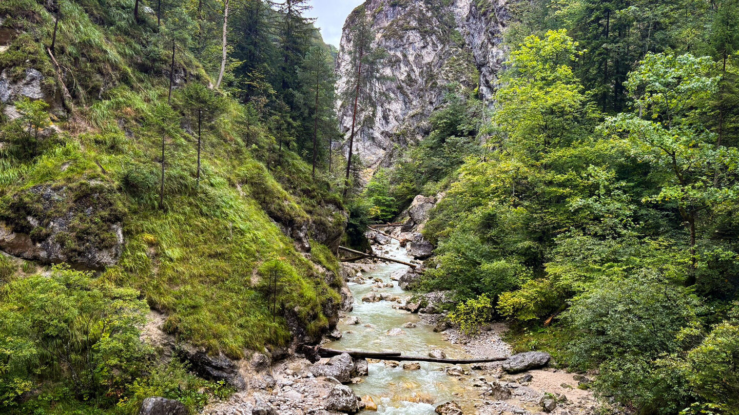 umgestürzte Bäume über dem Kaiserbach