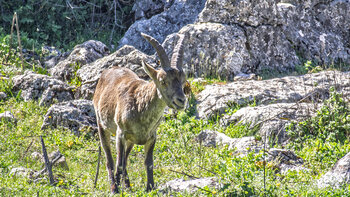 Iberiensteinbock im El Torcal