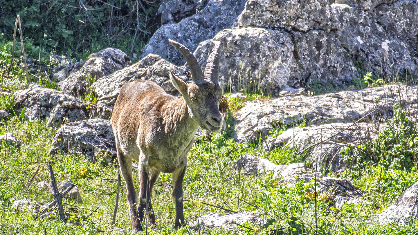 Iberiensteinbock im El Torcal Iberiensteinbock im El Torcal