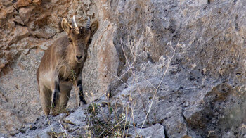 Iberischer Steinbock