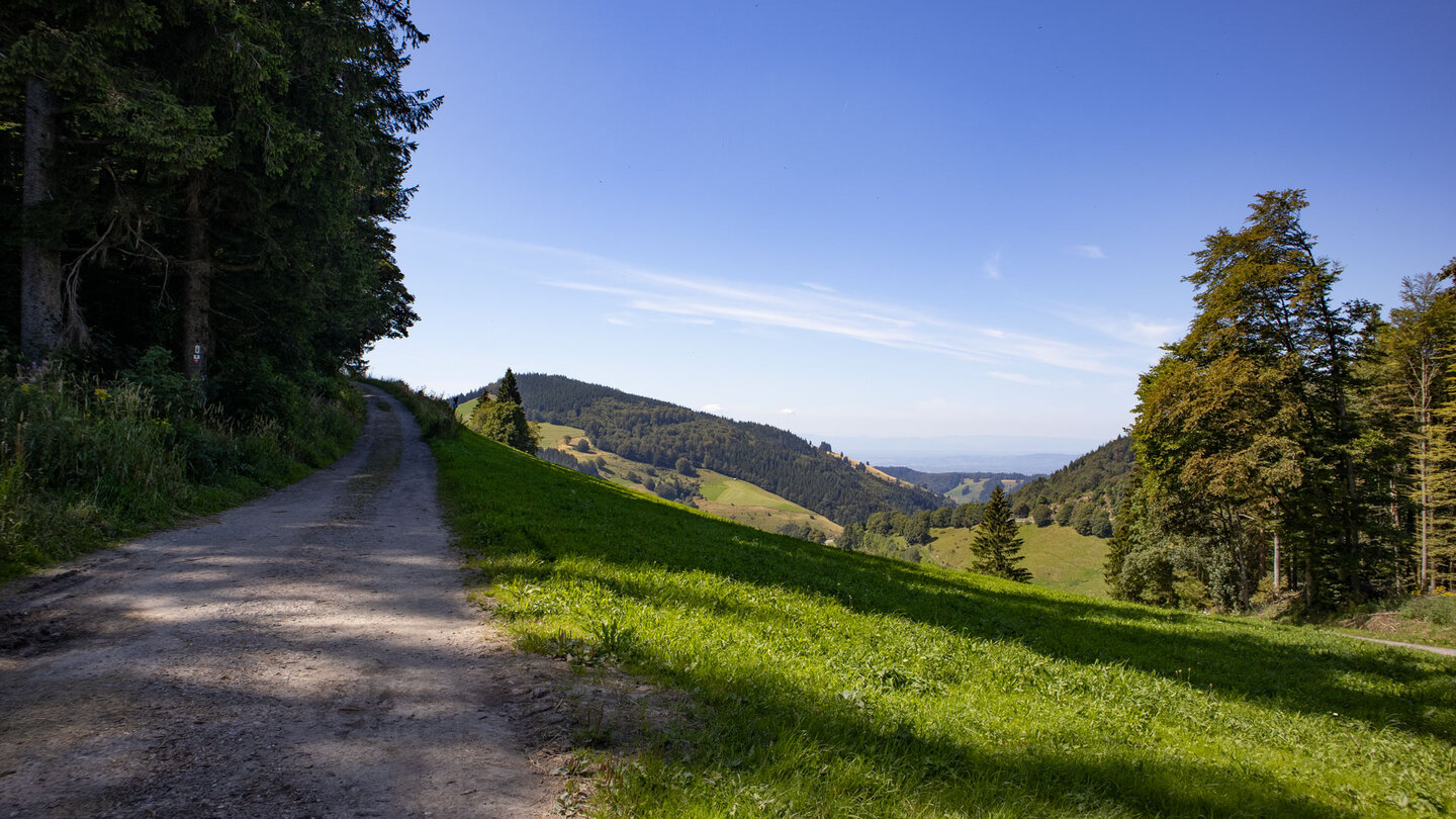 der Aufstieg beginnt auf bequemen Forstpisten auf dem Westweg im Hochschwarzwald