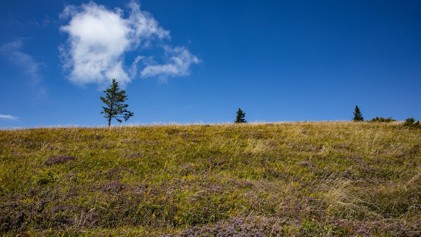 Grindenlandschaft auf dem unbewaldeten Belchengipfel im Schwarzwald