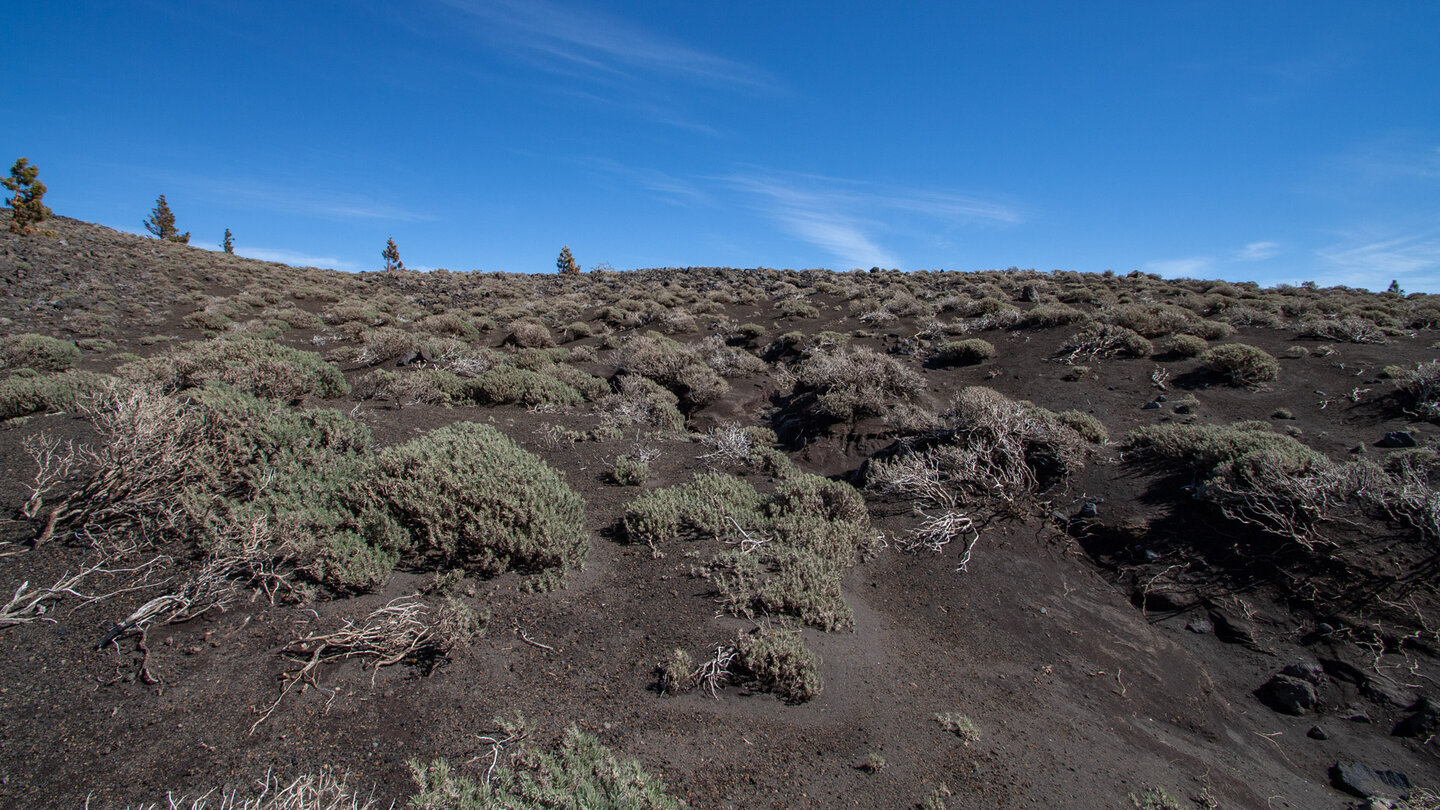 Pflanzenbewuchs am Kraterrand des Hoyo Negro auf La Palma