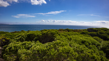 Pinienwald an der Punta Paloma