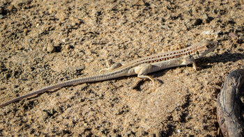 Europäischer Fransenfinger