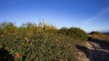 Wanderweg bei Paloma Baja