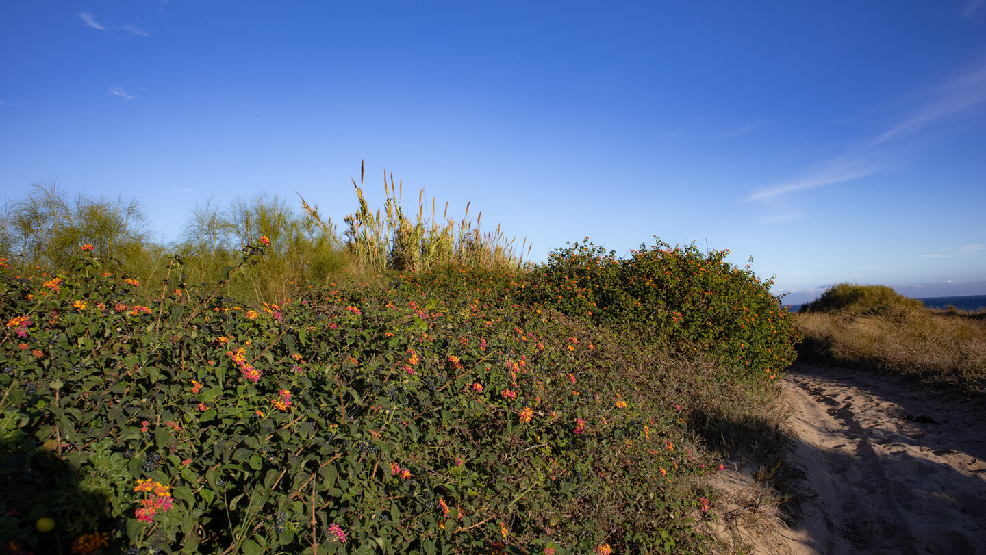 Wanderweg bei Paloma Baja