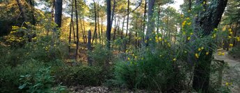 Erholungsgebiet Área Recreativa El Robledal im Naturpark Sierras de Tejeda, Almijara y Alhama