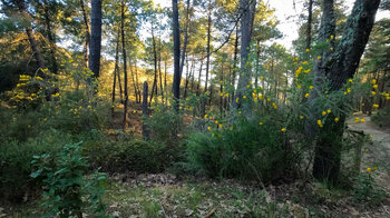 Erholungsgebiet Área Recreativa El Robledal im Naturpark Sierras de Tejeda, Almijara y Alhama